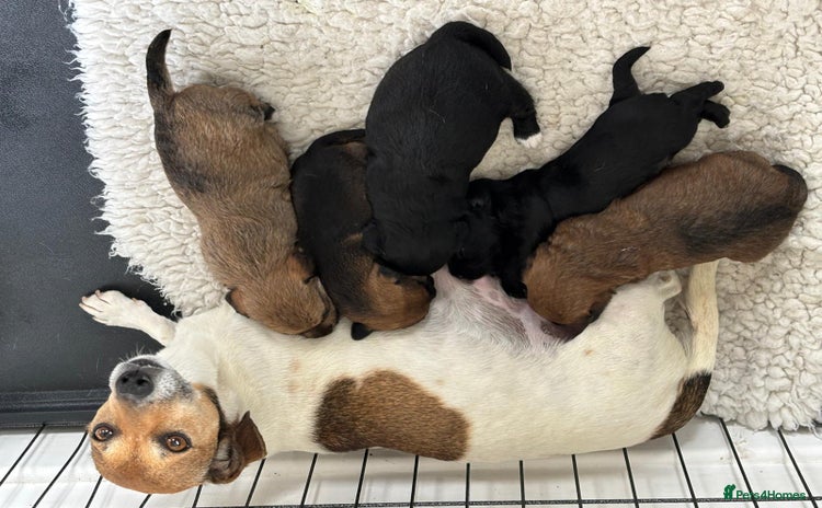 Jackapoo dogs - Advert 2