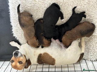 Jackapoo dogs - Advert 6