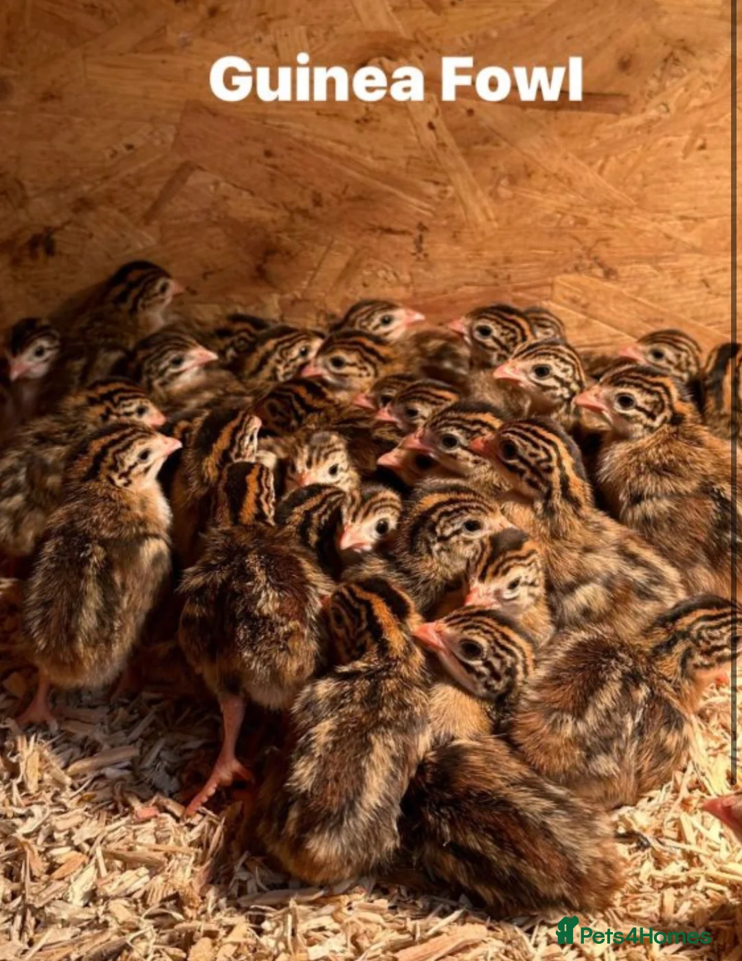 Guinea Fowl poultry for sale: Female or Male Guinea Fowl Keets - Advert 1