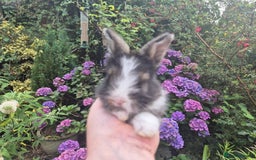 Angora rabbits for sale: 😍Large Angora babies- parents imported from 🇫🇷  - Image 3