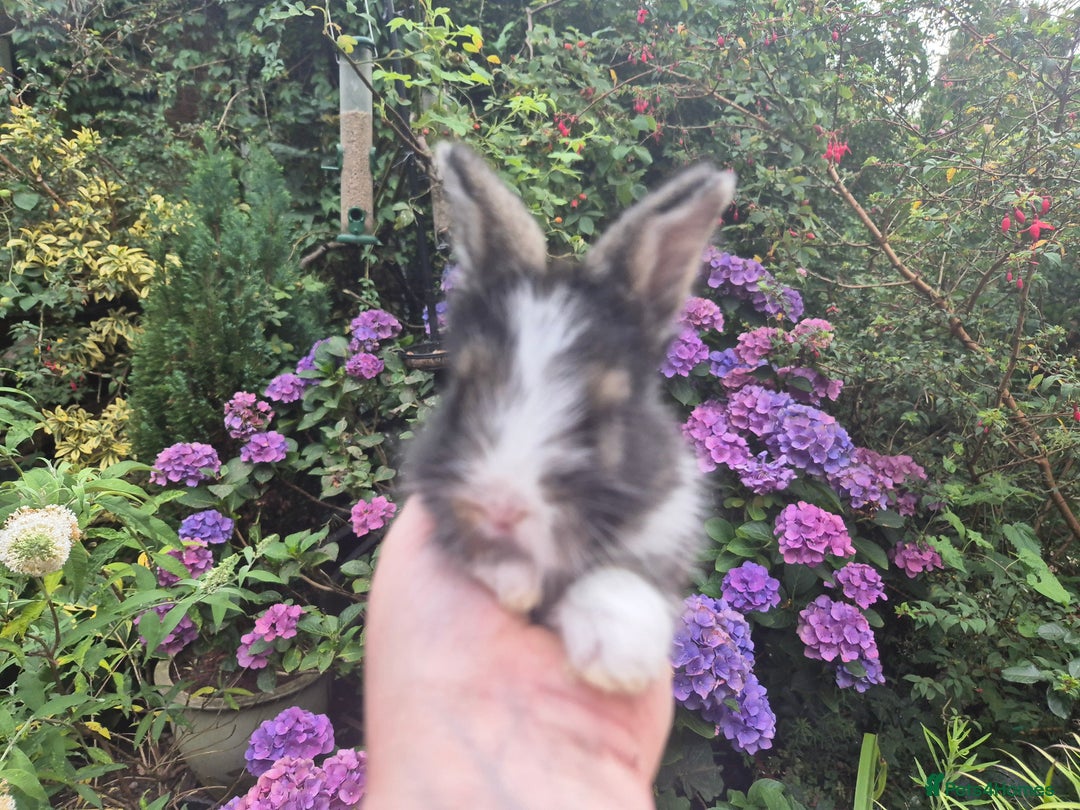 Angora rabbits for sale: 😍Large Angora babies- parents imported from 🇫🇷  - Image 3