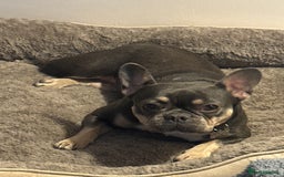 French Bulldog dogs for sale: French Bulldog  - Advert 2