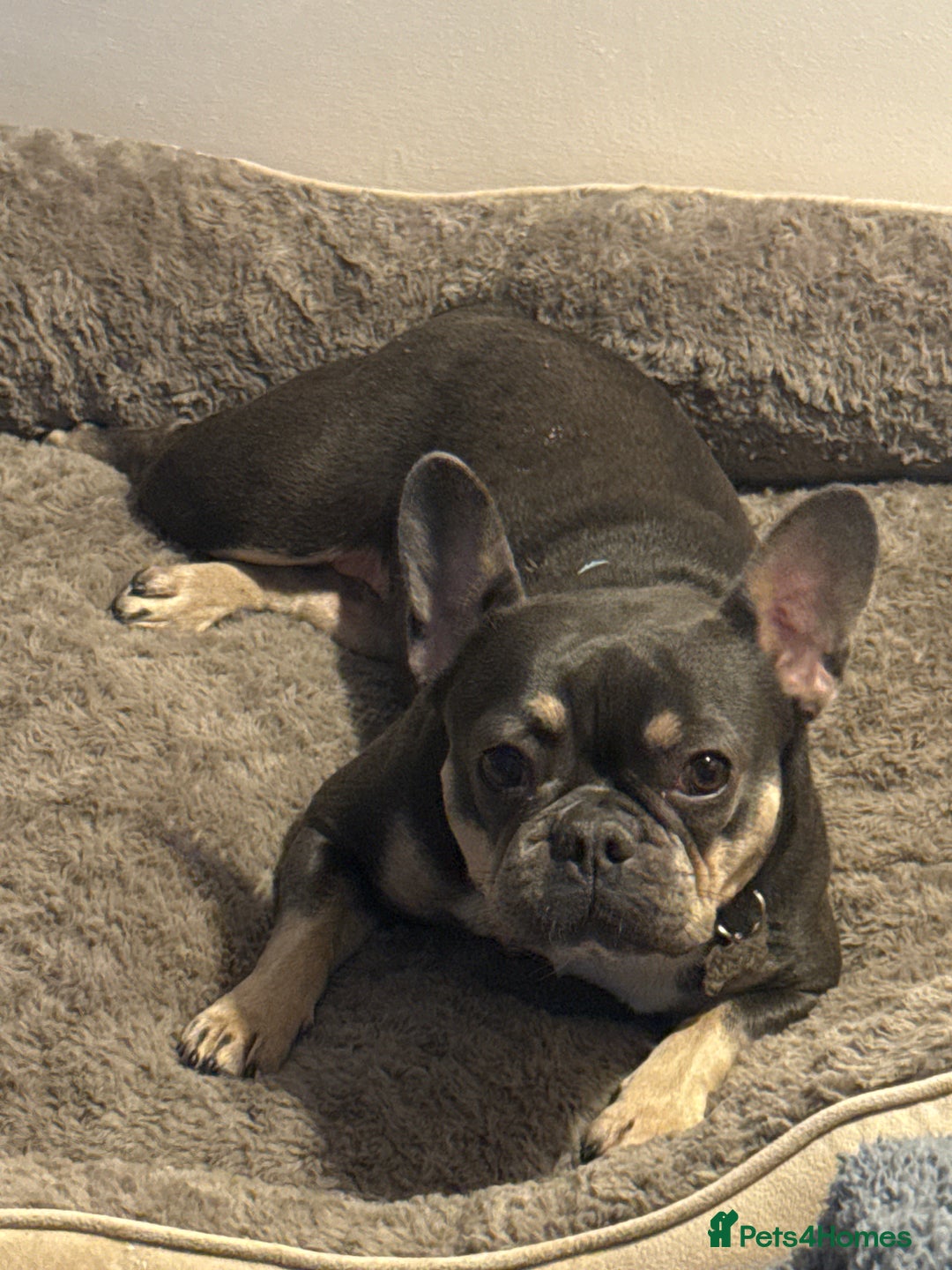 French Bulldog dogs for sale: French Bulldog  - Advert 2