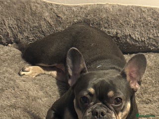 French Bulldog dogs French Bulldog - Advert 4