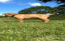 Labrador Retriever dogs for sale: Stunning Fox Red Labrador Puppies - Image 13