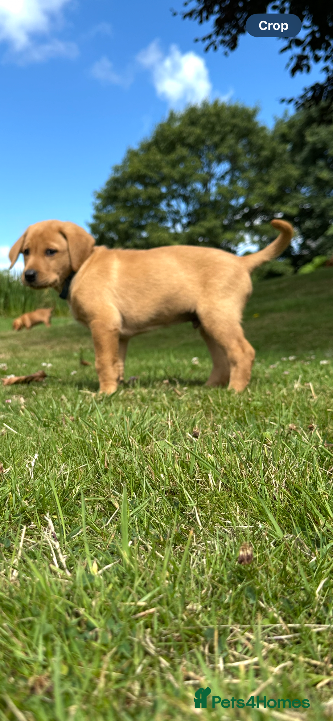 Labrador Retriever dogs for sale: Stunning Fox Red Labrador Puppies - Image 13