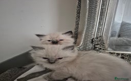Ragdoll cats for sale: Pure Breed Ragdoll Kittens  - Advert 4