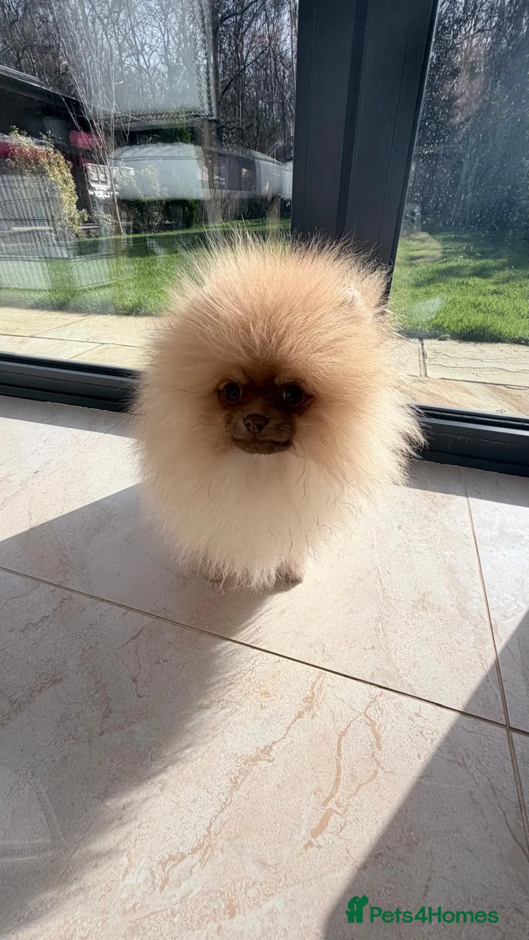 Pomeranian dogs for sale: Stunning Light Chocolate KC Girl Available - Advert 2