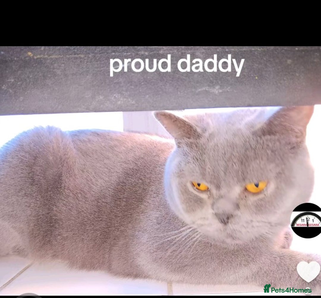 British Shorthair cats for sale: Beautiful bsh kittens - Advert 5