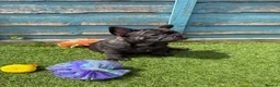 French Bulldog dogs for sale: 5 frenchbull dog puppes - Advert 11