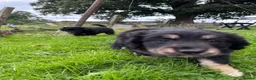 Mixed Breed dogs for sale: Border Collie x Golden Retriever pups for sale  in Glasgow - Advert 34