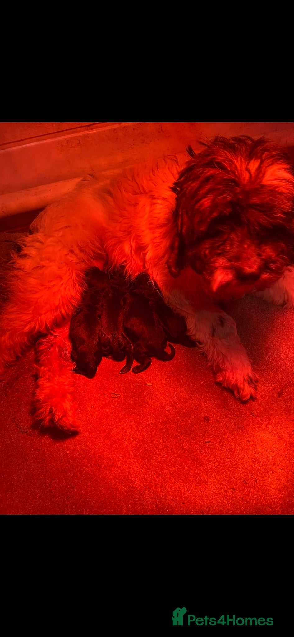 Cockapoo dogs Cockapoo Puppies - Advert 2