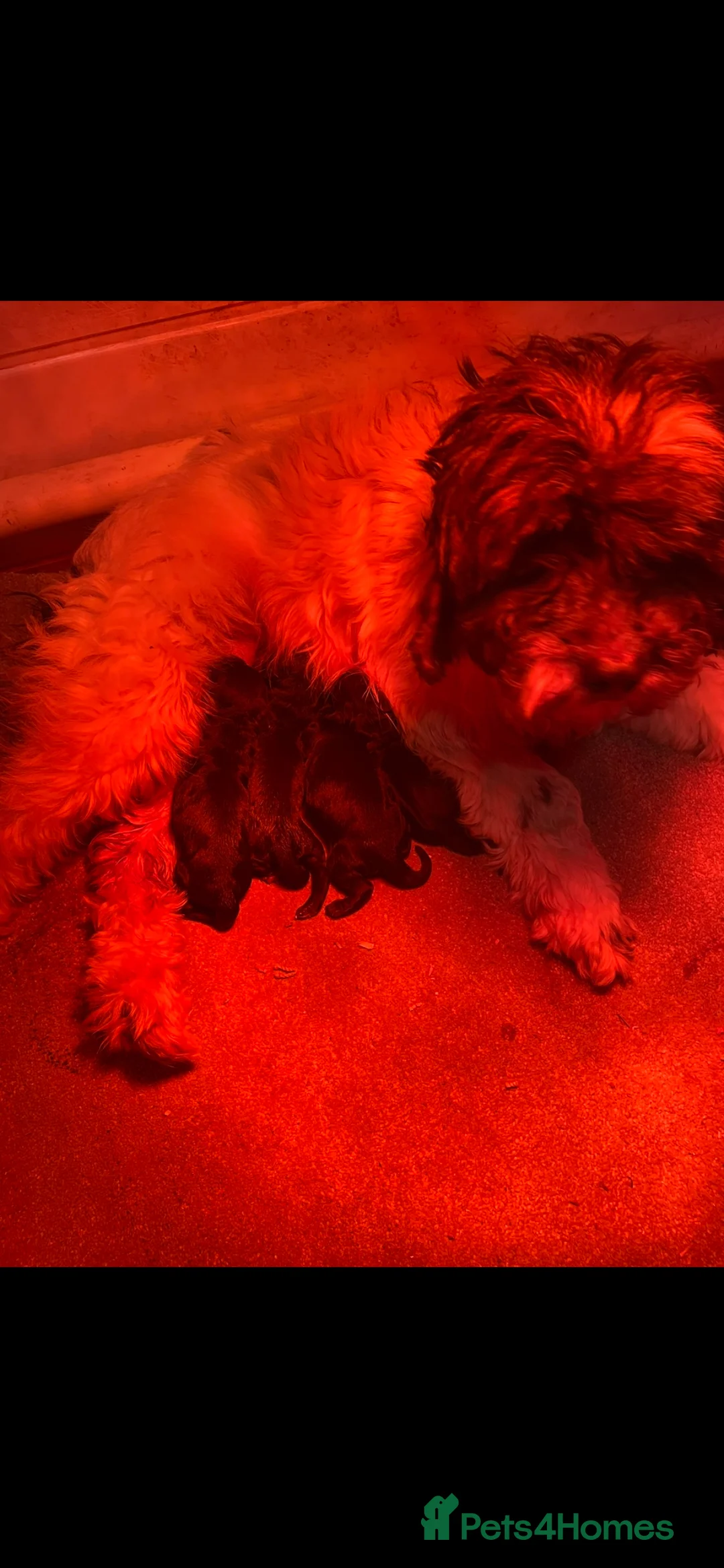 Cockapoo dogs for sale: Cockapoo Puppies - Advert 2