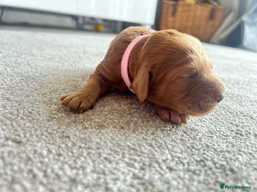 Cockapoo dogs for sale: Beautiful Cockapoo F2 puppies  - Image 10