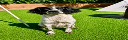 Sproodle dogs for sale: Stunning F1 Sproodles  - Advert 10