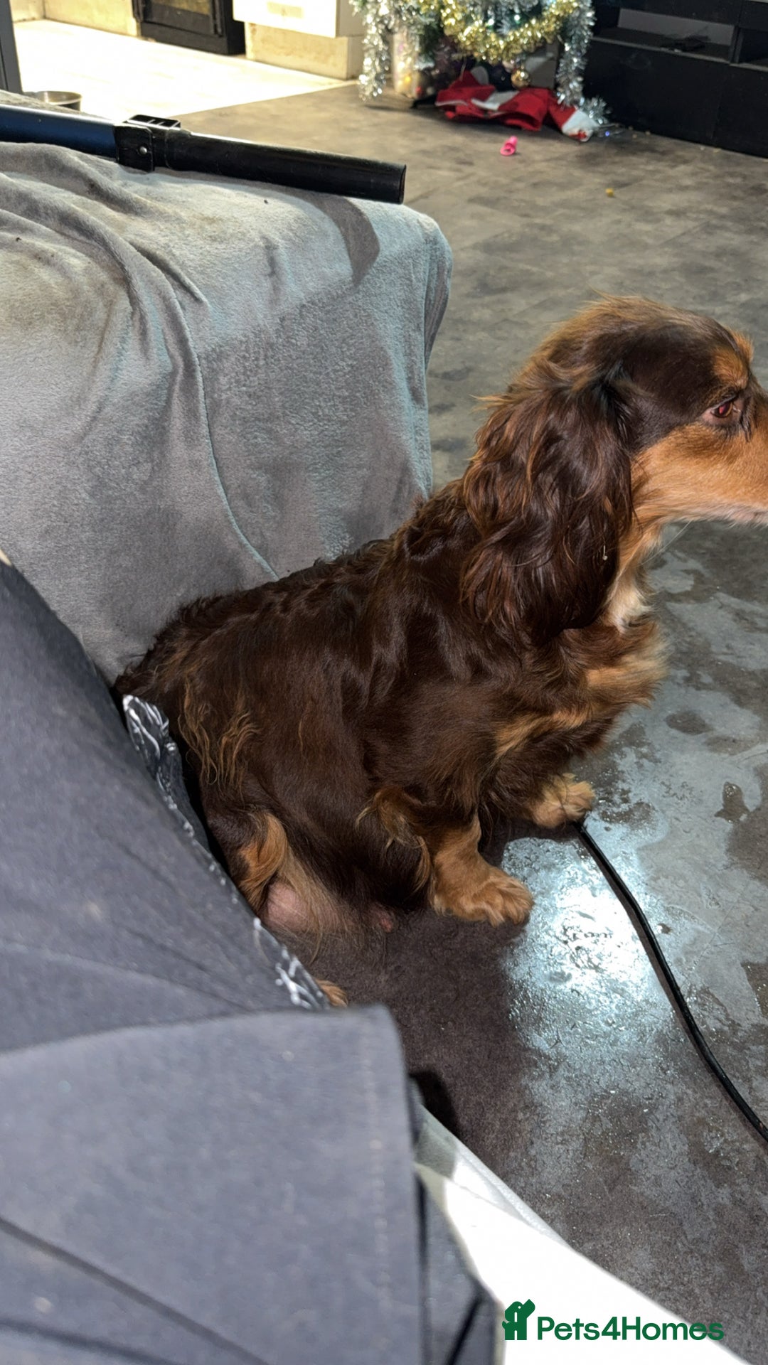 Cocker Spaniel dogs for sale: 7 stunning cocker spaniels  - Advert 6