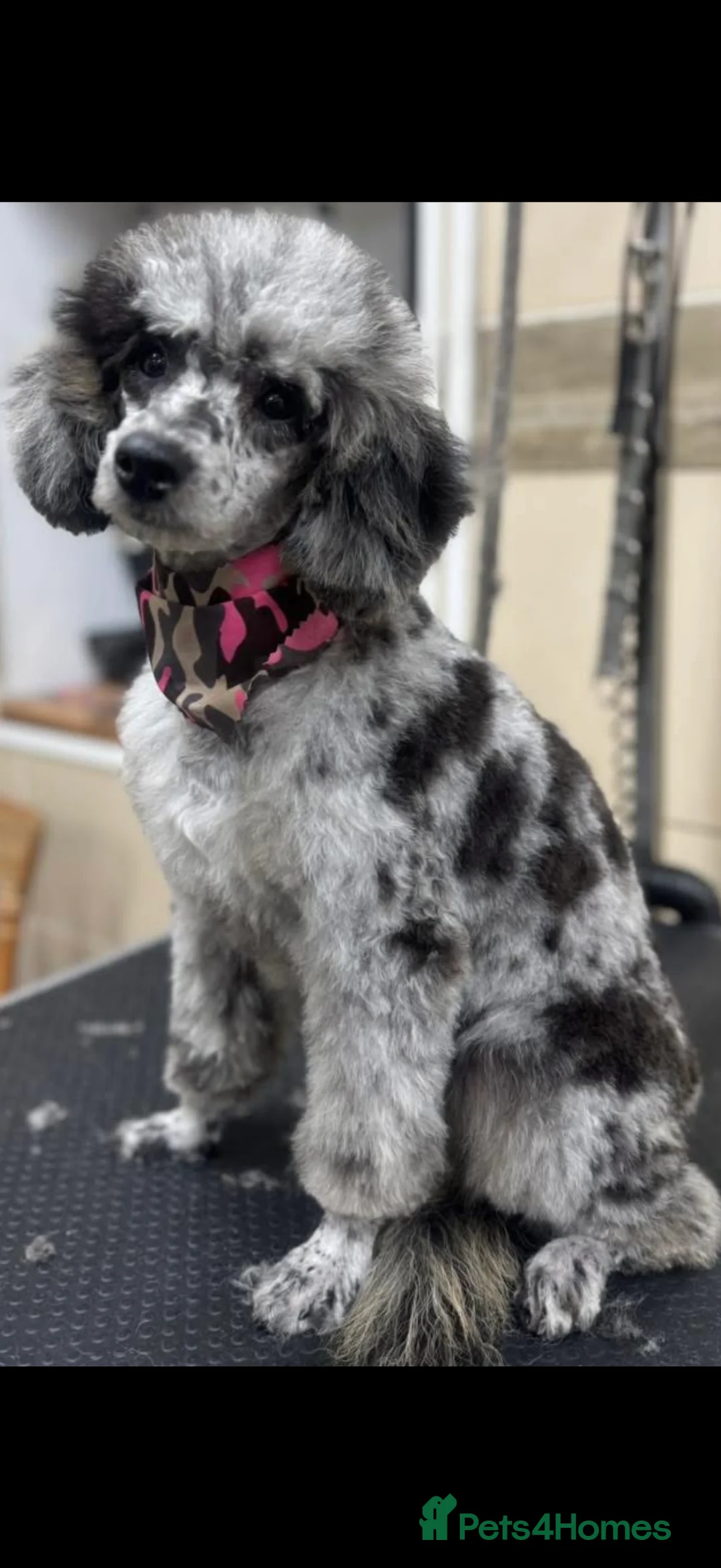 Cavapoo dogs for sale: Beautiful F1B Cavapoo puppies  - Advert 13