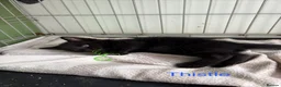 Mixed Breed cats for sale: Kittens for sale - Advert 5
