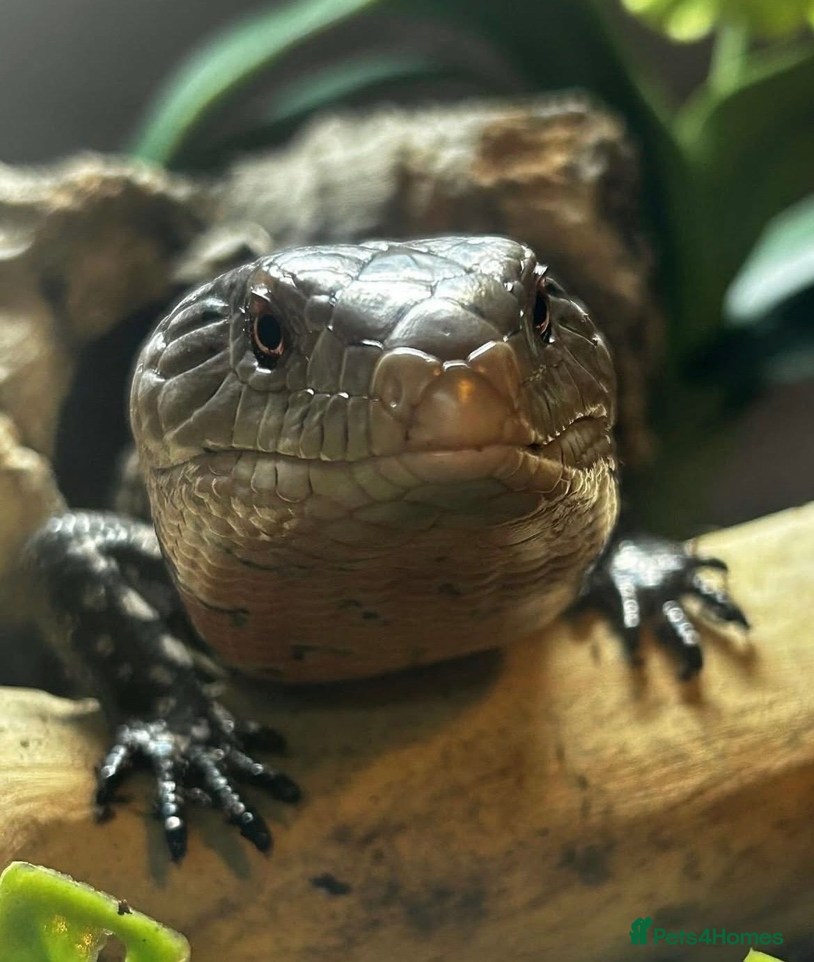 Skink reptiles Mowgli  - Advert 1