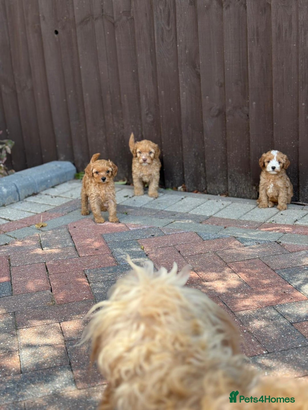 Cavapoo dogs for sale: F1B cavapoo puppies - Image 10