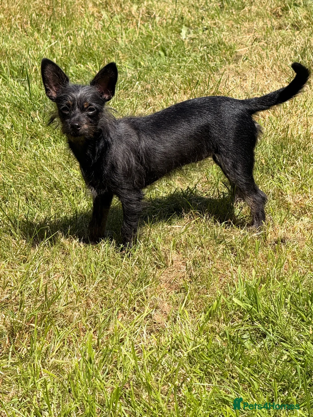 Chipoo dogs for sale: Female chi-poo 8months old in Nottingham - Advert 1