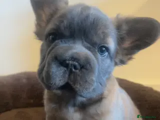 French Bulldog dogs Beautiful Fluffy Frenchies. Ready now 🥰 💫 - Advert 5