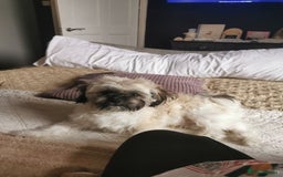 Mixed Breed dogs for sale: Little bundles of schweenie love!  - Image 23