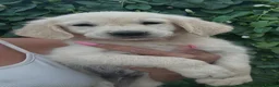 Golden Retriever dogs for sale: Stunning golden retrievers  - Advert 7