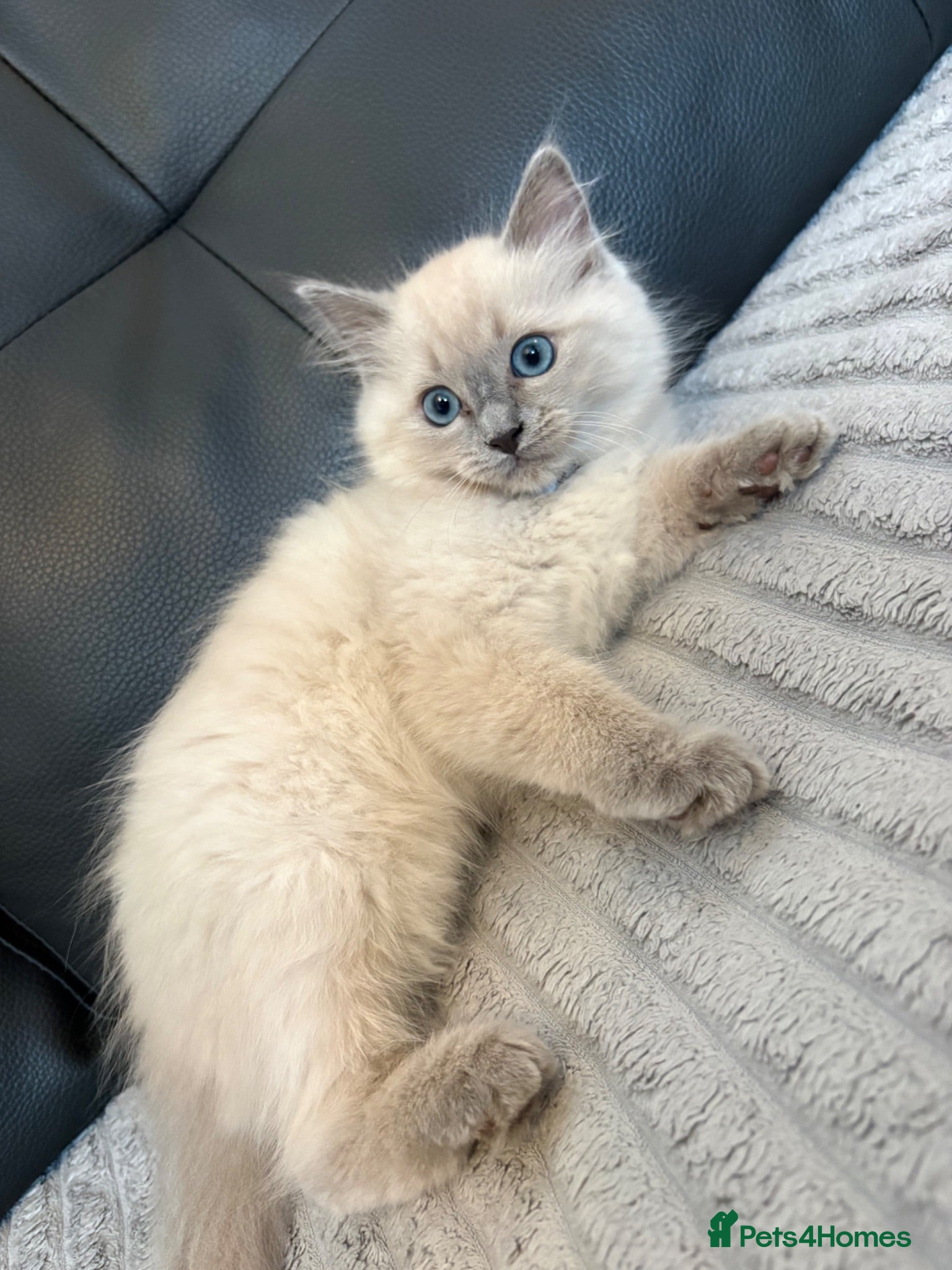 Ragdoll cats Pure Ragdoll Kittens Ready to leave  - Advert 1