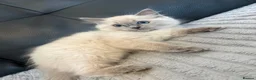 Ragdoll cats for sale: Pure Ragdoll Kittens Ready to leave  - Advert 8