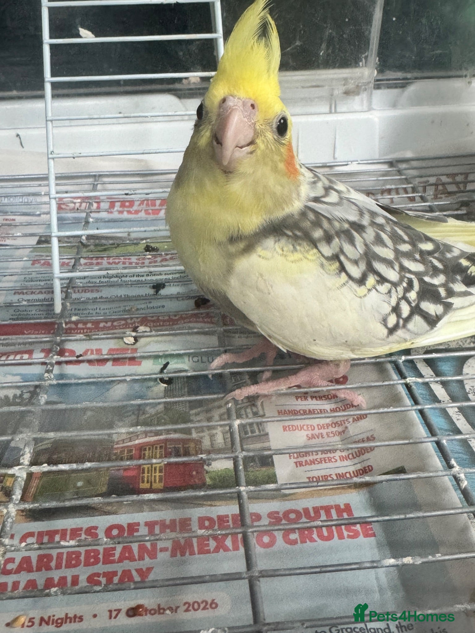 Cockatiels birds Baby cockatiels ready to leave now  - Advert 2