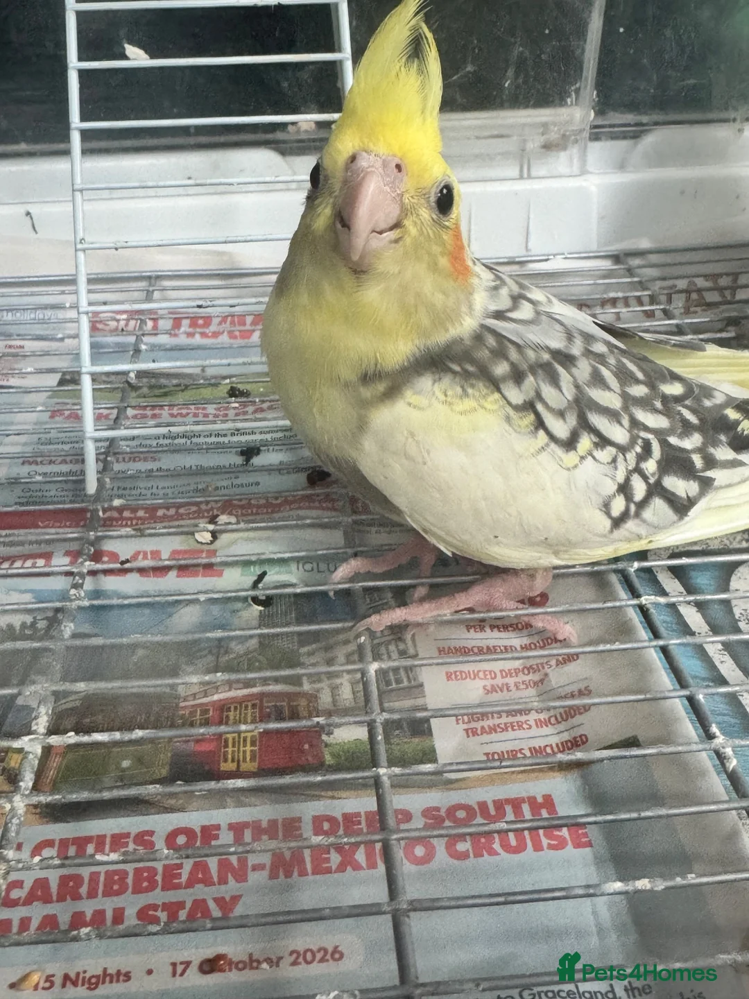 Cockatiels birds for sale: Baby cockatiels ready to leave now  - Advert 2