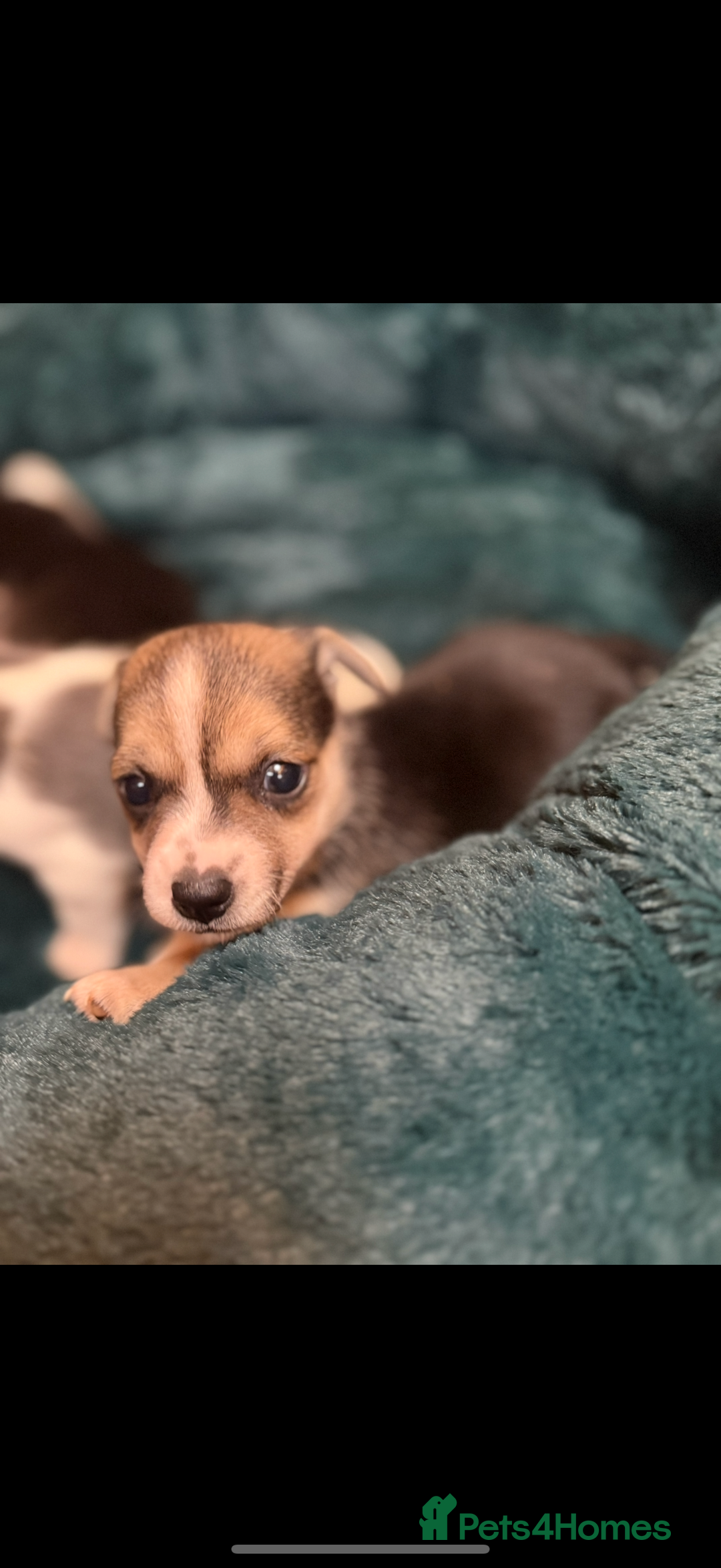 Jack Russell dogs for sale: Miniature jack Russell’s  - Advert 11