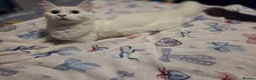 Mixed Breed cats for sale: Maine Coon x Ragdoll Kittens - Advert 35