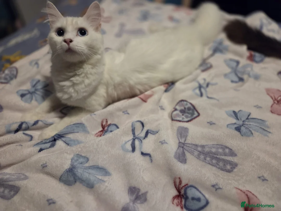 Mixed Breed cats for sale: Maine Coon x Ragdoll Kittens - Advert 35