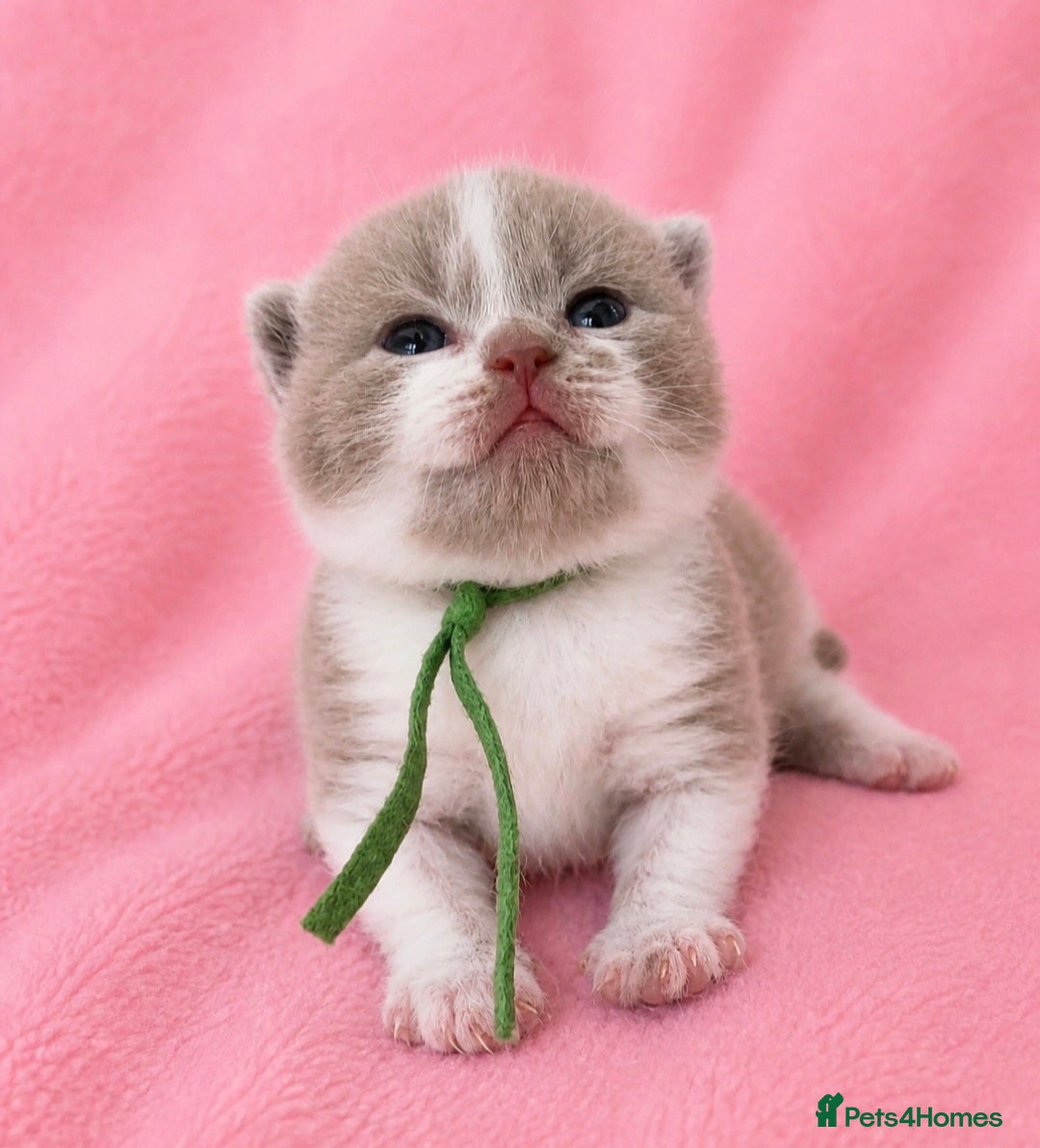 British Shorthair cats Champion British Shorthair kittens *health tested* - Advert 18