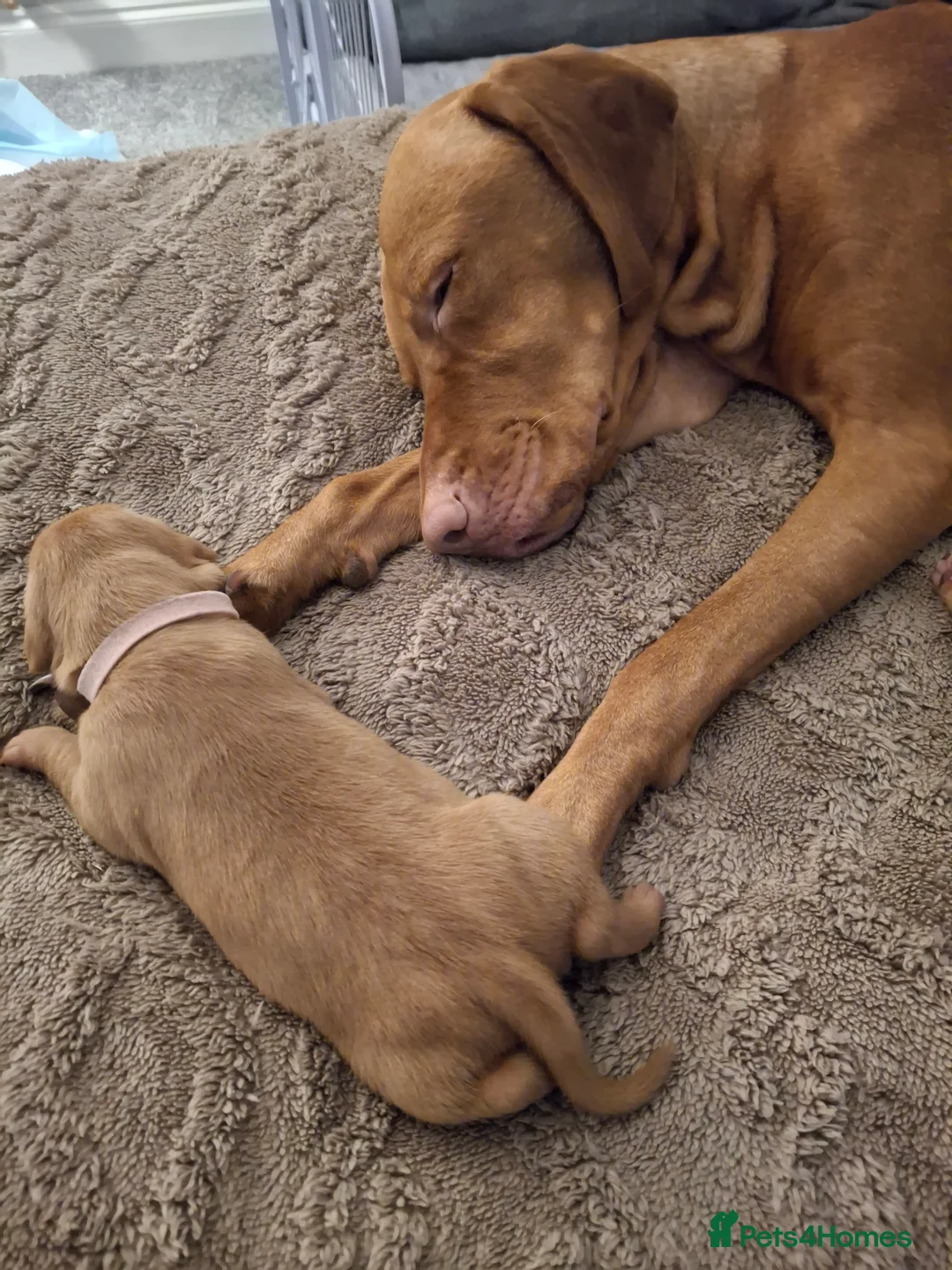 Hungarian Vizsla dogs for sale: Hungarian vizsla for sale  - Advert 13