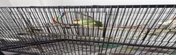 Parrots birds for sale: Alexandrian Parrot for sale  in London - Advert 2
