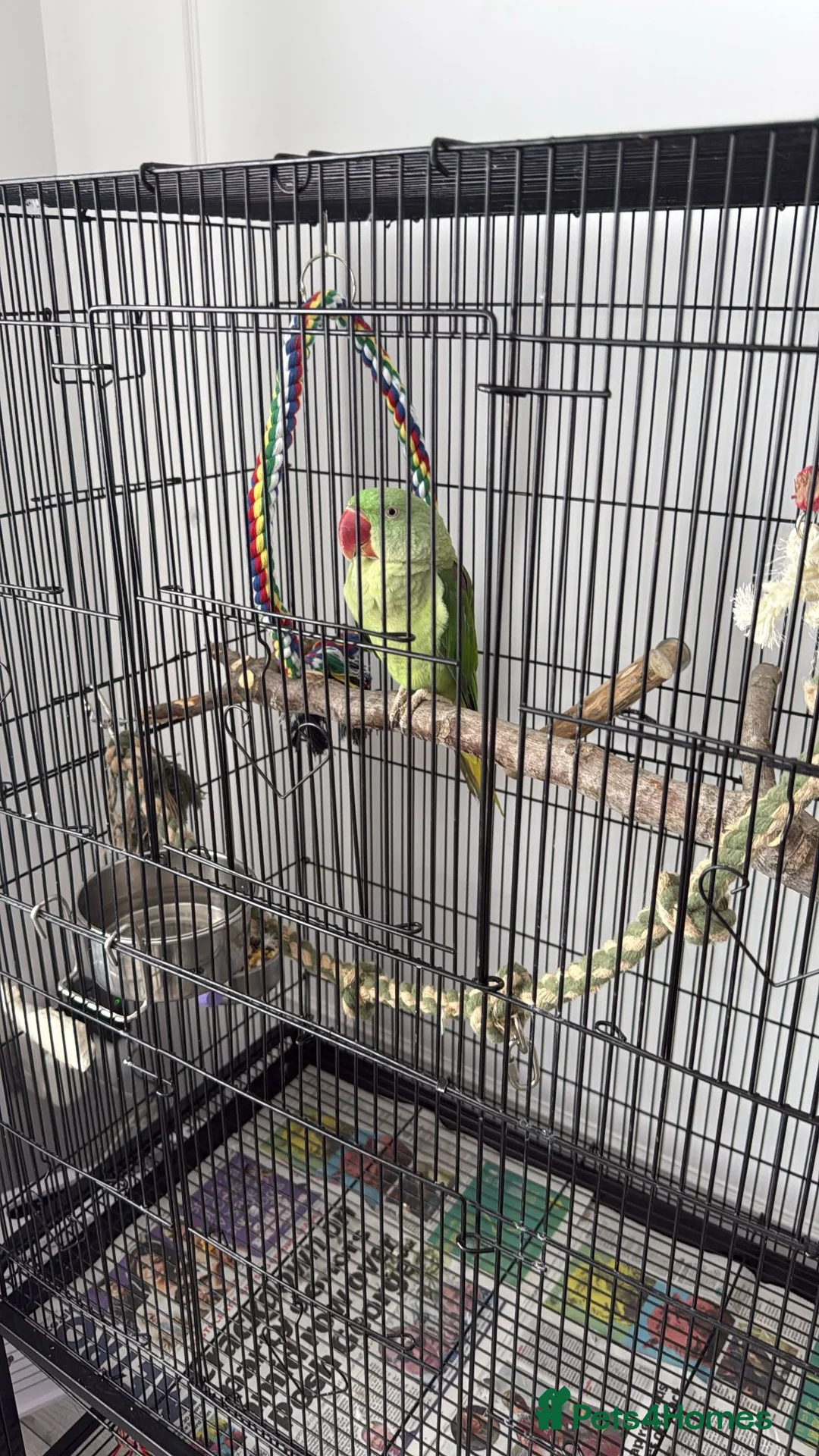 Parrots birds for sale: Alexandrian Parrot for sale  in London - Advert 2