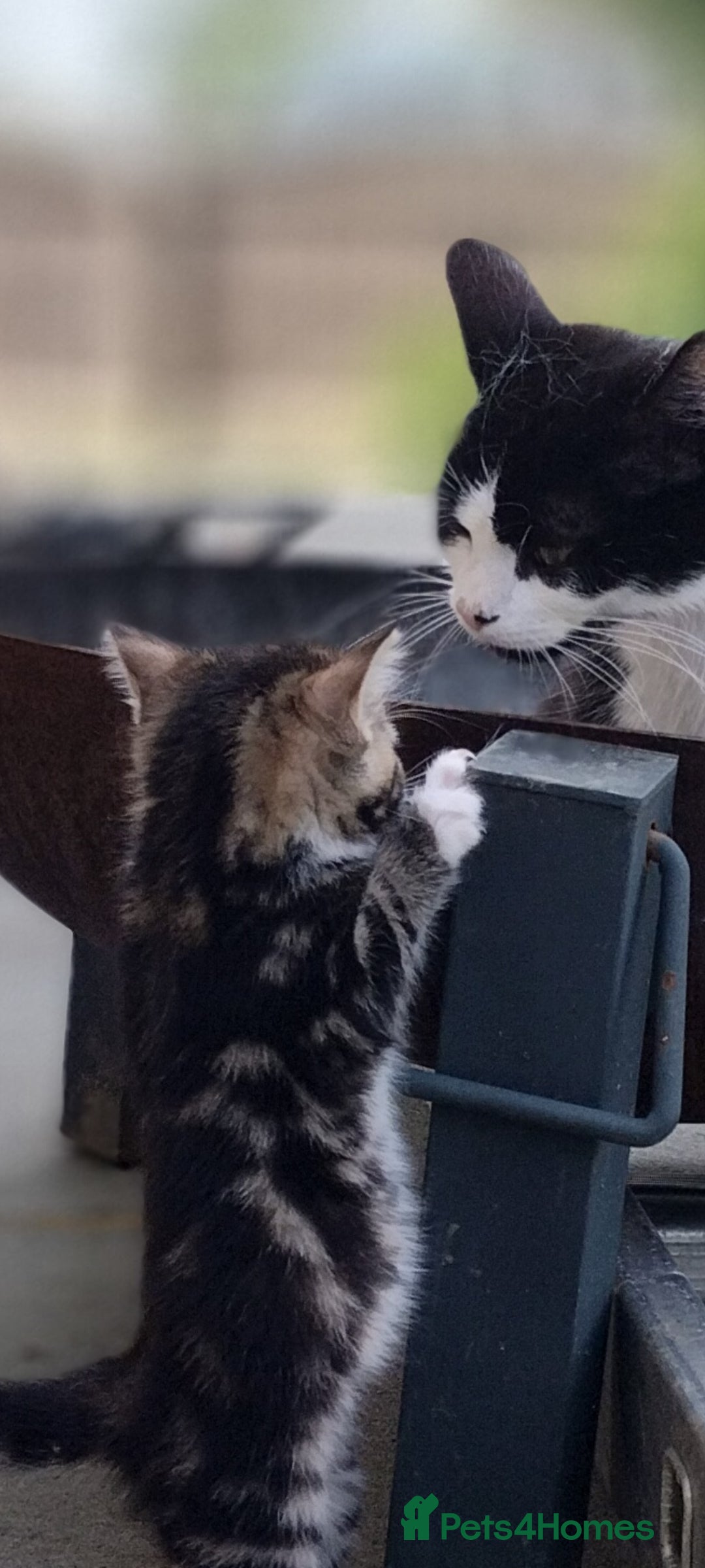 Mixed Breed cats Adorable kitten looking for forever homes - Advert 5