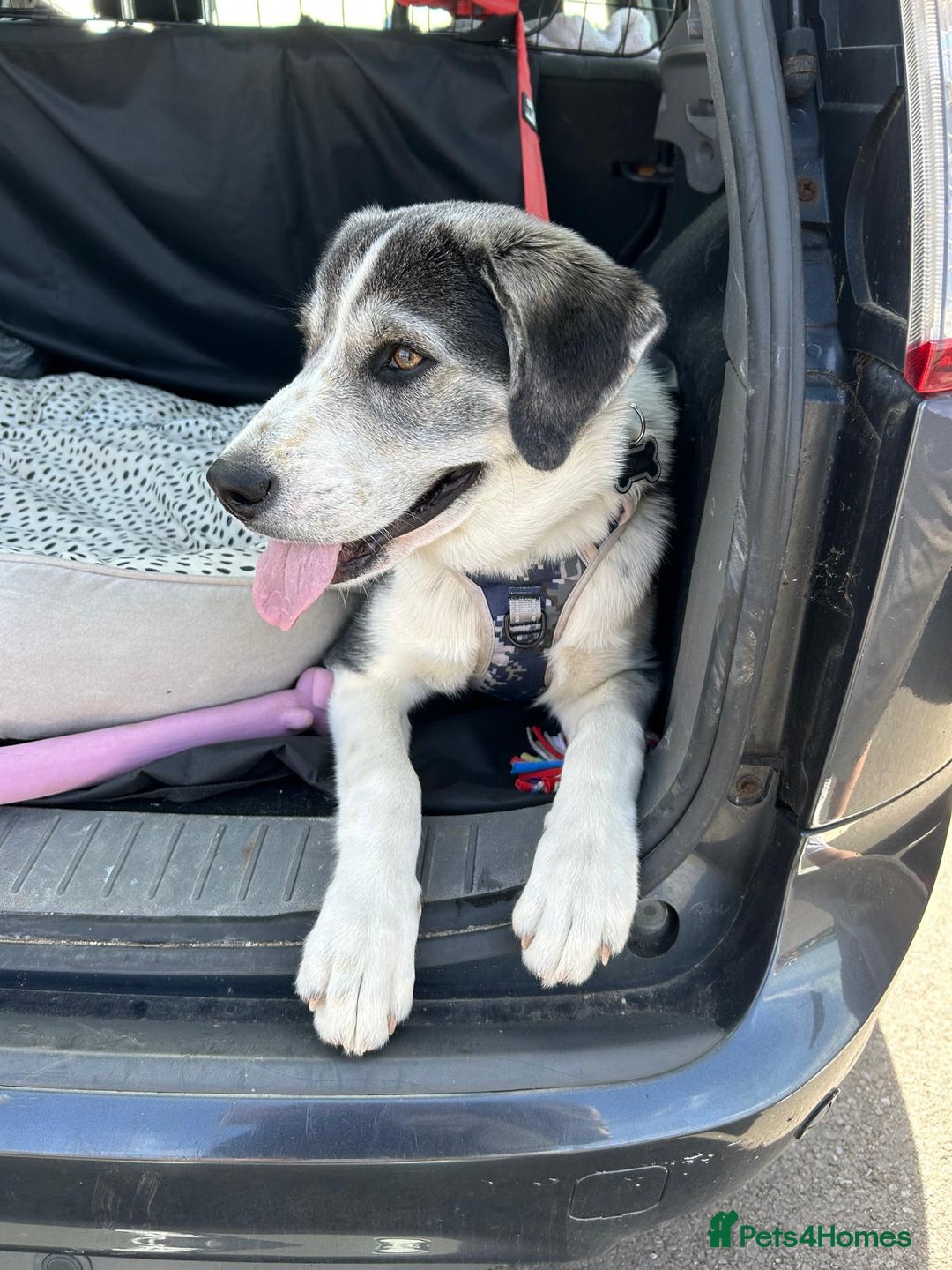 Mixed Breed dogs for sale: Huskeydor 10 months old - Image 2