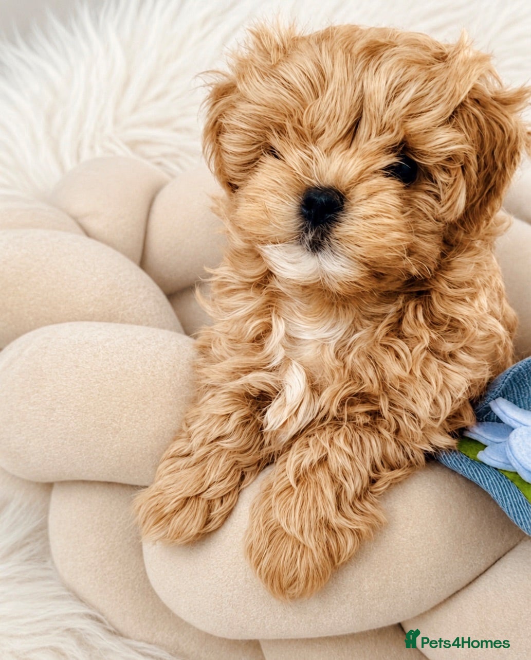 Maltipoo dogs 💎  Luxury  Asian  Maltipoo DNA Tested  Parents 💎 - Advert 4