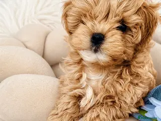 Maltipoo dogs 💎 Luxury Asian Maltipoo DNA Tested Parents 💎 - Advert 4