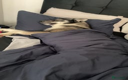 Siberian Husky dogs for sale: Siberian husky  - Image 3