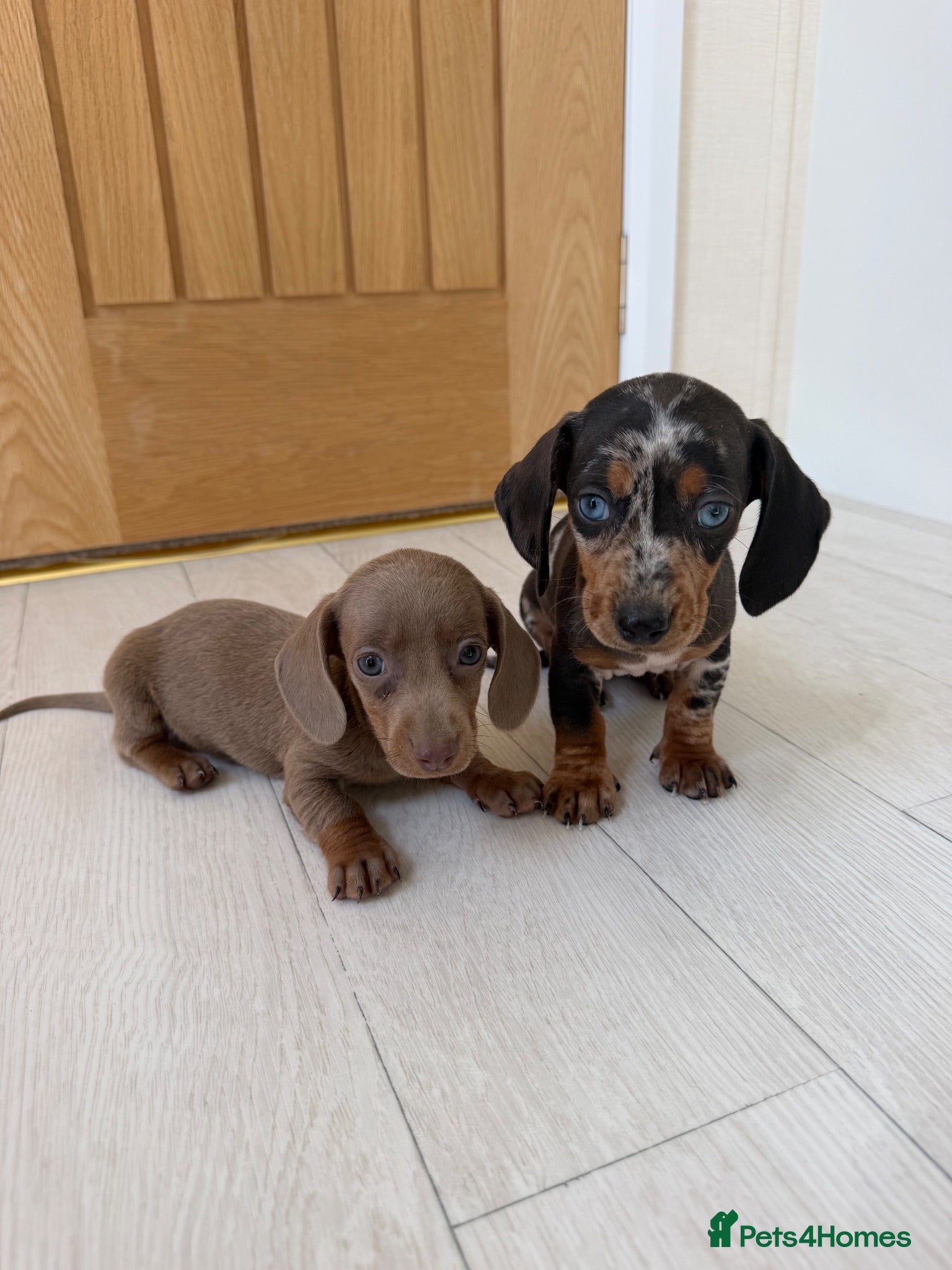 Miniature Dachshund dogs Miniature dachshund puppies  - Advert 1