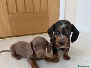 Miniature Dachshund dogs Miniature dachshund puppies - Advert 1