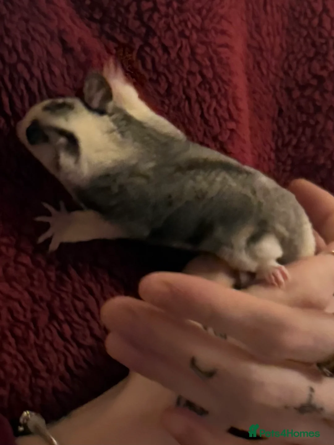 Sugar Glider rodents for sale: Tame sugar glider baby - Advert 7