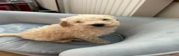 Toy Poodle dogs for sale: Toy poodle puppies  - Advert 15