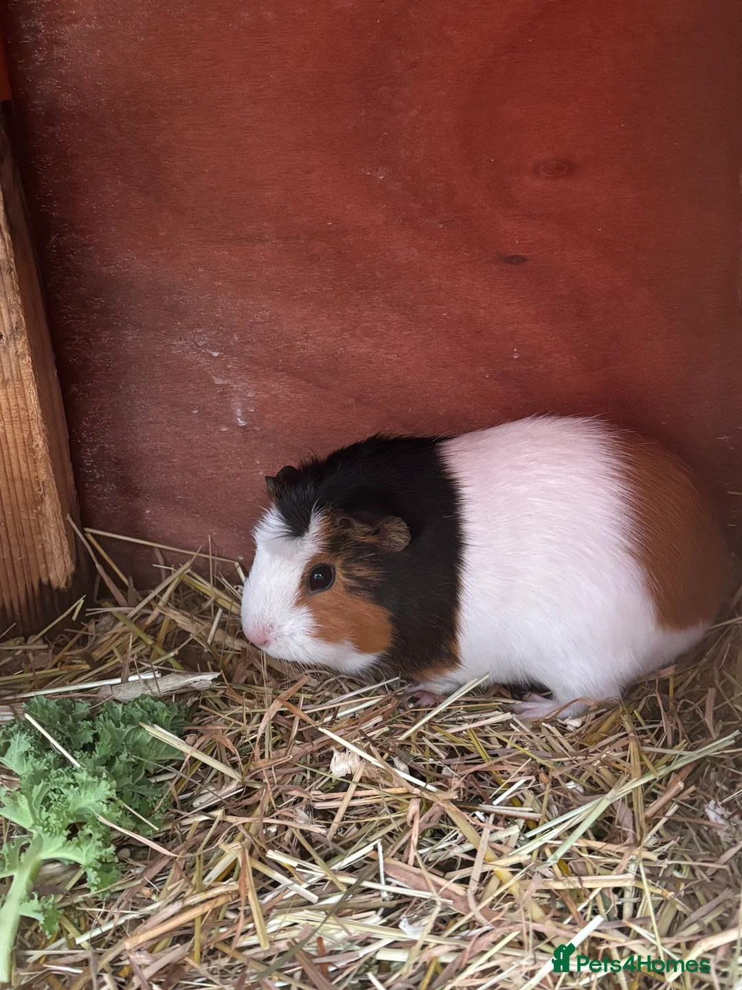 Guinea Pig rodents for sale: Baby sow guinea pigs - Advert 8