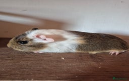 Guinea Pig rodents for sale: Piggies ready to go! - Image 5